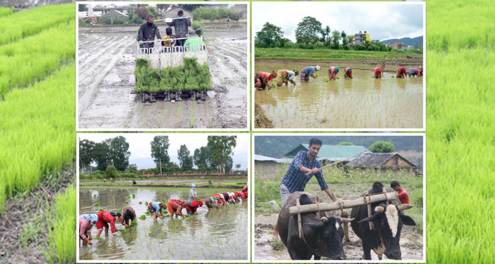 असार १५ अर्थात राष्ट्रिय धान दिवस र रोपाइँ महोत्सव आज Nepalkhoj